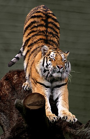 tiger stretching
